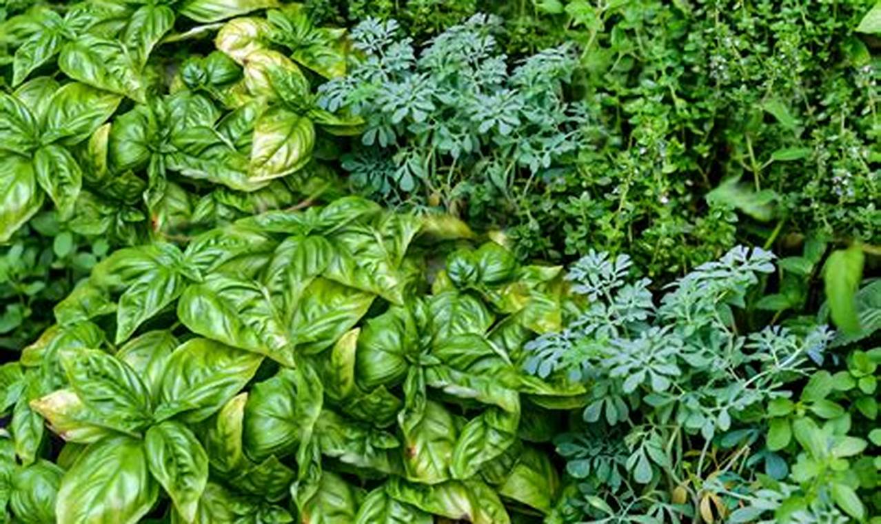 Discover the Magic of Herbs: Your Guide to the Best Herb Garden Plants