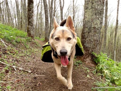 10 Best Hiking Dog Breeds HiConsumption
