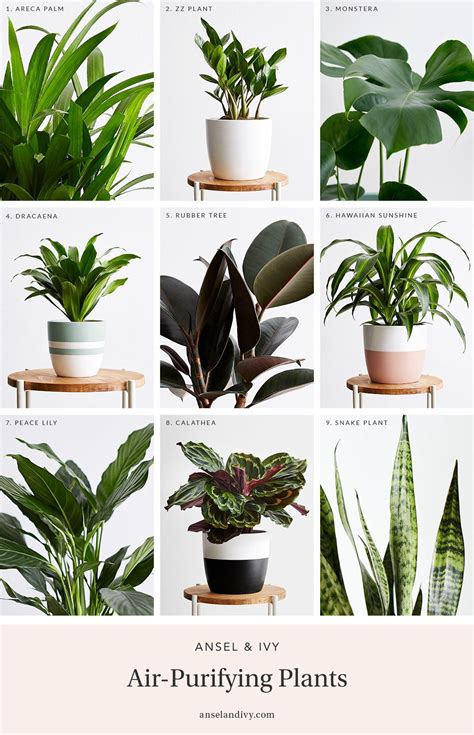 7 Best Indoor Plants that Clean the Air and Remove Toxins (NASA Study)