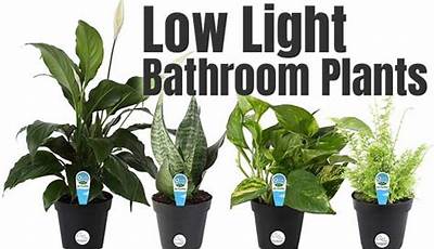 Best Low Light Shower Plants