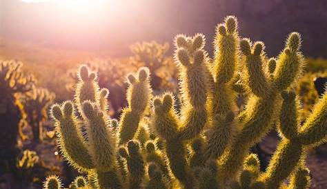 Cactus macro featuring photography, daylight, and macro | Photography