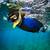 best mediterranean snorkeling