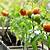 best mulch for tomatoes in containers