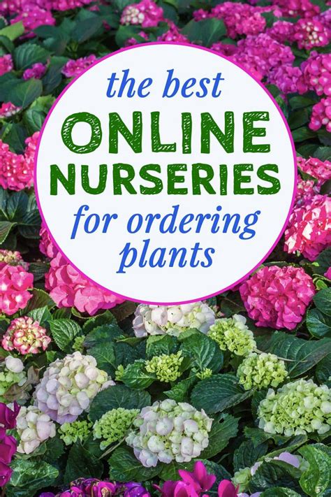 The Best Online Nurseries For 2021 (Where To Buy Perennials, Trees and