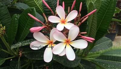 Best Ornamental Plants For Kerala