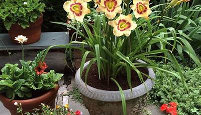 Best Perennial Flowers For Pots