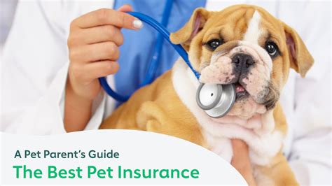 Pets Best Pet Insurance Review