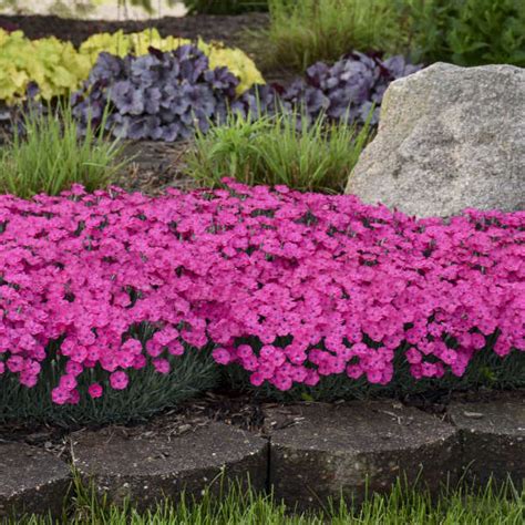 32 Best Pink Perennial Flowers That Will Bloom Forever Decor Home Ideas