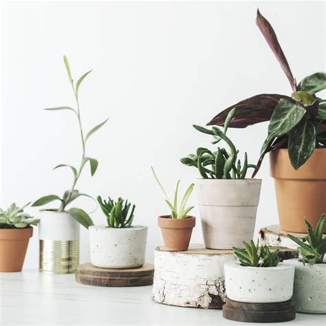10 of the best places to buy houseplants (and planters) online
