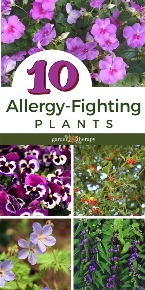 The Best Indoor Plants For Asthma and Allergies Best indoor plants