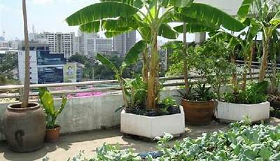 Best Plants For Terrace Garden India