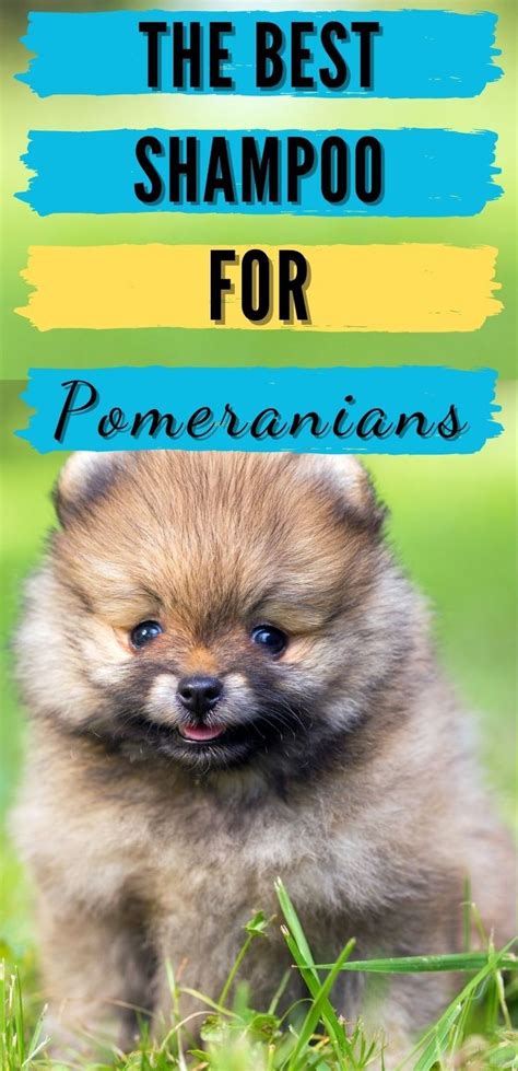 Healthy Breeds 840235112501 Pomeranian Tearless Puppy Dog Shampoo
