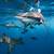 best shark diving in oahu
