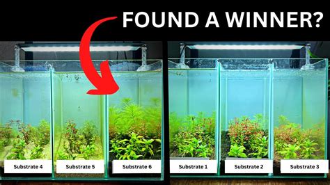 Best Substrate For Aquascaping