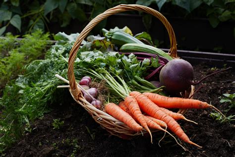 Know When To Harvest These 6 Vegetables Farmers' Almanac