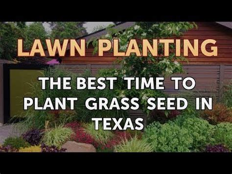 best time to plant grass in texas