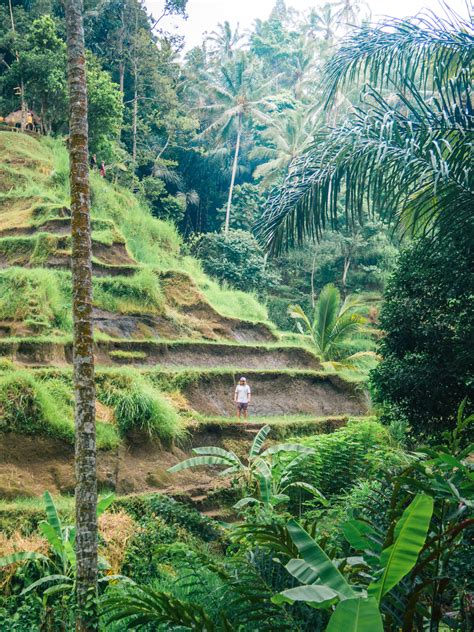 MiniGuide Visiting the Tegalalang Rice Terraces in Ubud Cool places
