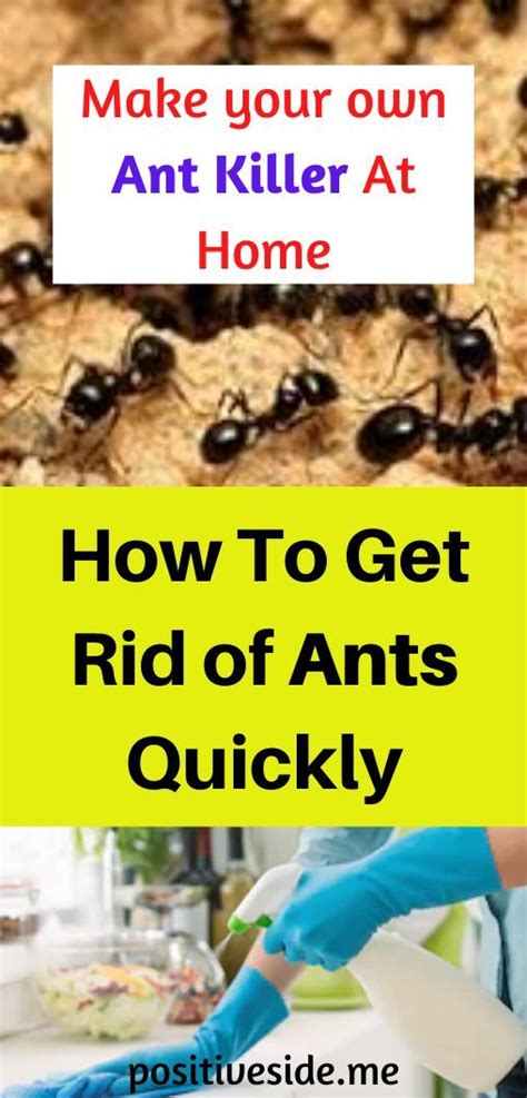 How To Get Rid of Ants Naturally by 3 Ways YouTube