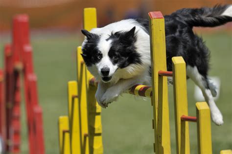 Best Agility Dog