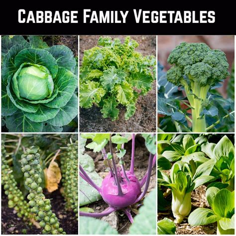 Cabbage Companion Plants 7 Plants to Grow With Cabbage Un Assaggio