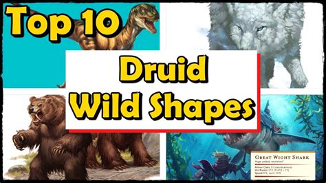 Best Animals For Wild Shape 5E
