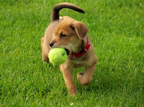 best ball for playing catch with my dog