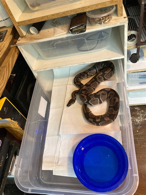 Best Ball Python Rack