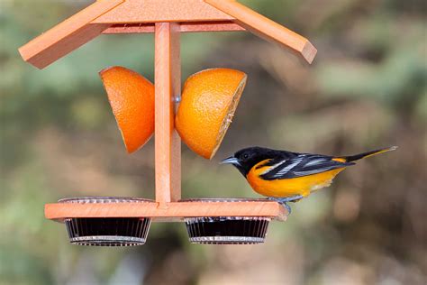 best baltimore oriole bird feeder