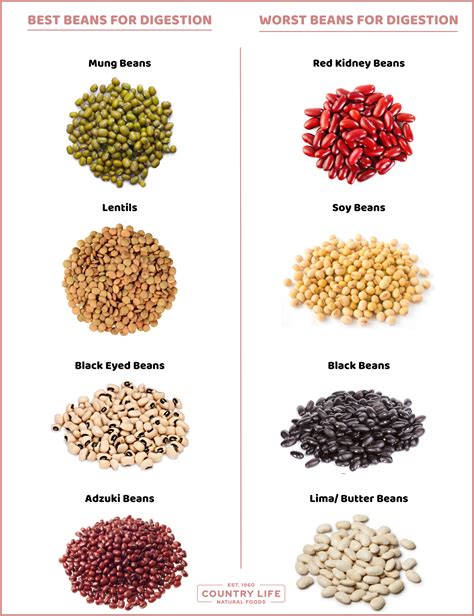 Best Beans For Digestion