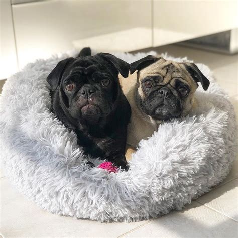 Best Bed For Pug
