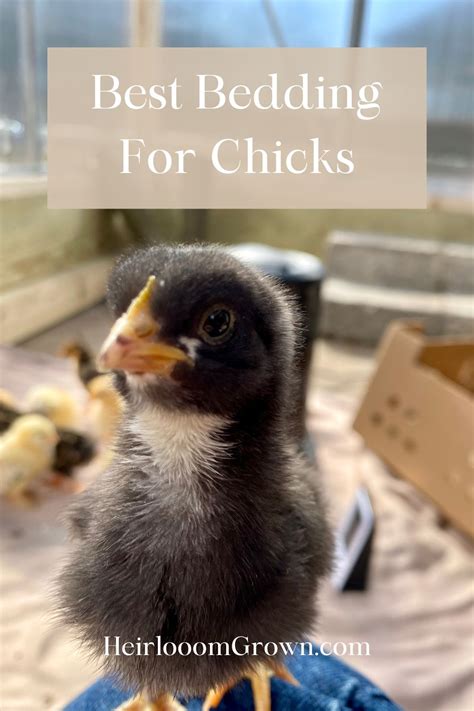 Best Bedding For Chick Brooder