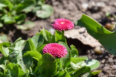 Best Bedding Plants For Spring