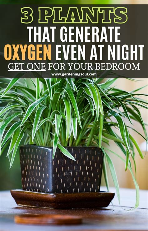 Best Bedroom Plants Oxygen