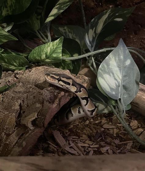 Best Bioactive Substrate For Ball Python