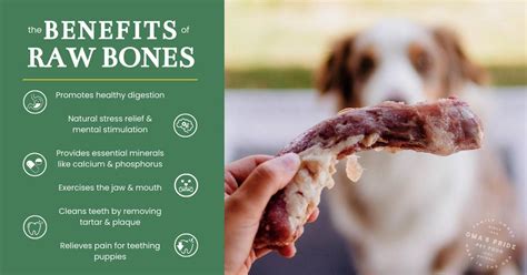 Best Bones For.dogs