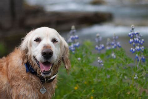 best breed dog for seniors