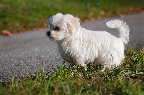 best breed of dog for children