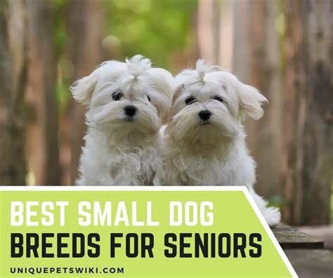 best breed of small dog for seniors