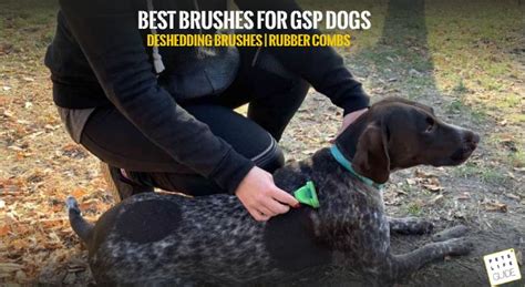 Top 5 Brushes for German Shorthaired Pointers - The Ultimate Guide for a Well-Groomed Pet