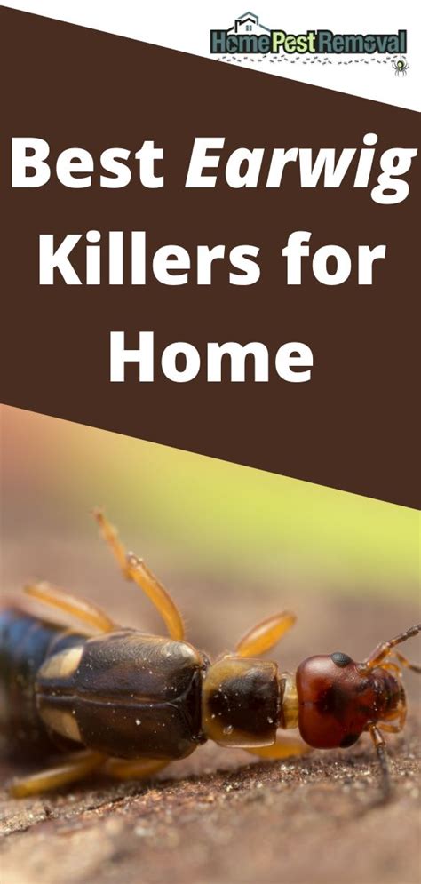 Best Bug Killer For Earwigs