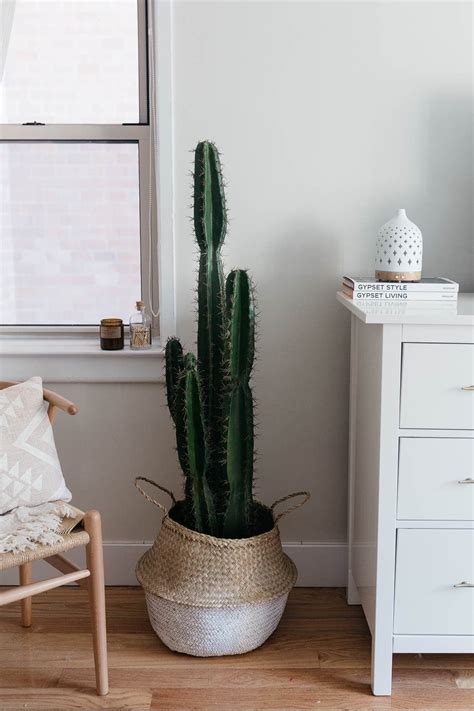 Best Cactus For Bedroom