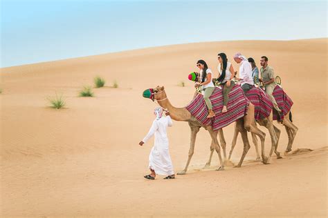 best camel ride dubai