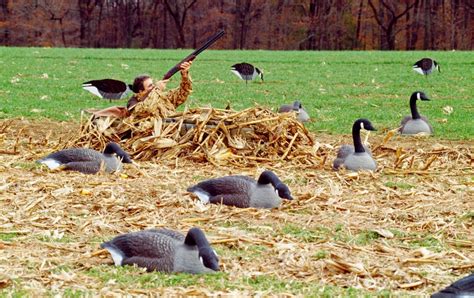 best canada goose call for beginner