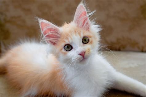 best cat breeds for families with children