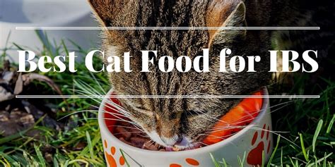best cat food for cats with ibs
