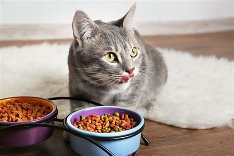 best cat food for orange cats