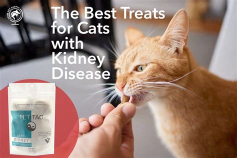 Best Cat Litter For Kidney Disease