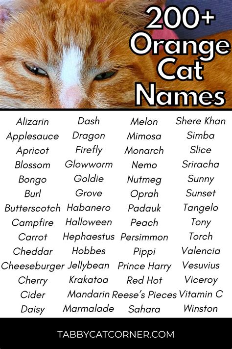 best cat names for orange cats