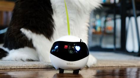 Best Cat Robot