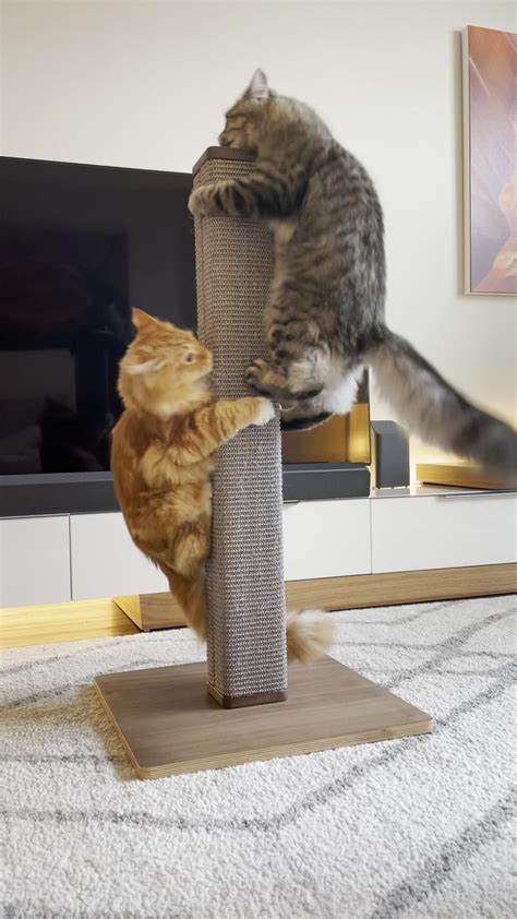 Best Cat Scratch Posts